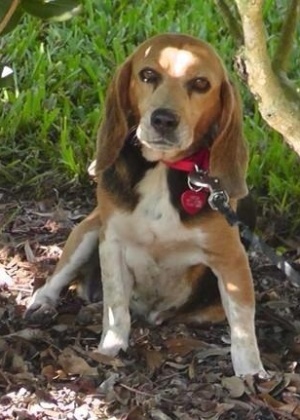 26.dez.2012 - A beagle Tessa, animal de estimação do escritor Dennis Lehane, que oferece como recompensa para quem encontrá-la batizar um personagem do seu próximo livro - Dennis Lehane/ Reprodução