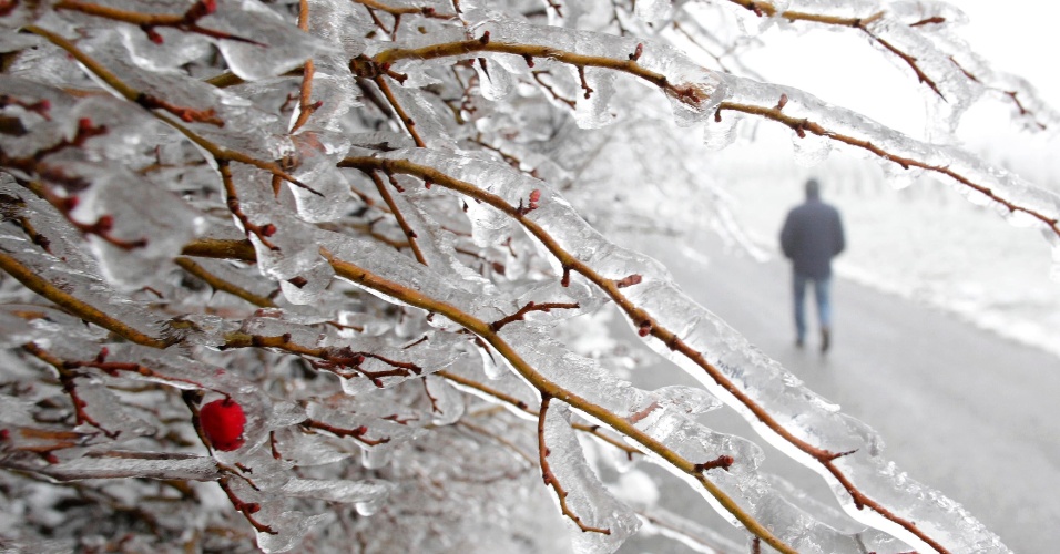 26.dez.2012 - Brier selvagem é coberto com gelo ao longo de um caminho na periferia de Viena, na Áustria