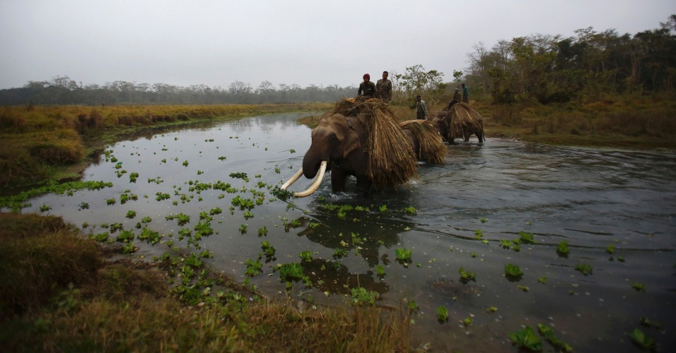 26.dez.2012 - Mahouts montados em elefantes, cruzam o rio Rapti após a colheita de alimentos do Parque Nacional Chitwan, em Sauraha, a cerca de 170 km de Katmandu, no Nepal