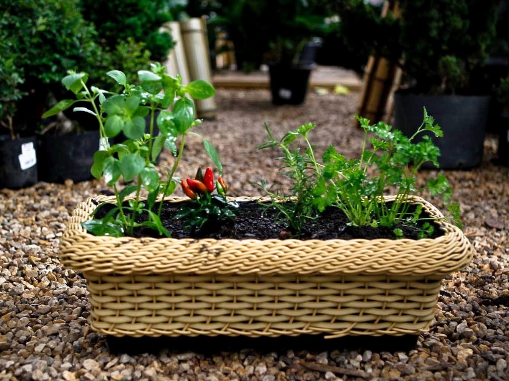 passo a passo, horta - Leandro Moraes/UOL