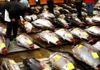 Pesca: Prática indiscriminada ameaça o atum e outros peixes nos oceanos - Toru Hanai/Reuters