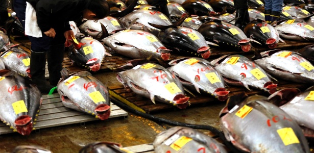 5.jan.2013 - Um comprador verifica atum fresco no mercado de peixes de Tsukiji, o maior do mundo, em Tóquio, antes do leilão de Ano-Novo. O atum-azul, espécie mais nobre e procurada do peixe, encontra-se em risco de extinção no oceano Pacífico, com polêmica internacional quanto à restrição de sua pesca - Toru Hanai/Reuters