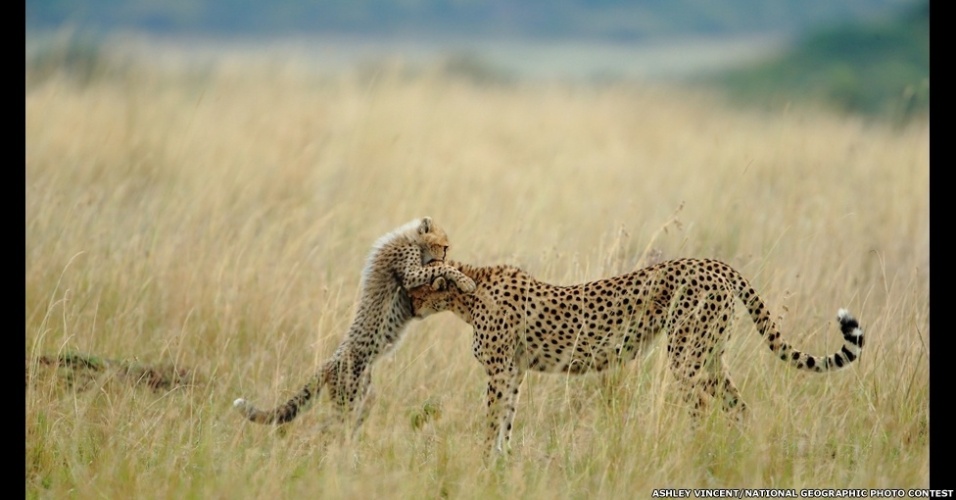 8.jan.2012 - Em seu tradicional concurso anual de fotografia, a revista "National Geographic" recebeu mais de 22 mil imagens de fotógrafos profissionais e amadores enviadas de mais de 150 diferentes países. O vencedor levou US$ 10 mil - Ashley Vincent/National Geographic Photo Contest