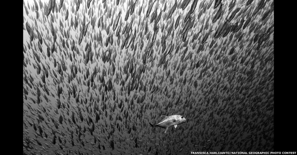 8.jan.2012 - Em seu tradicional concurso anual de fotografia, a revista "National Geographic" recebeu mais de 22 mil imagens de fotógrafos profissionais e amadores enviadas de mais de 150 diferentes países. O vencedor levou US$ 10 mil - Fransisca Harlijanto/National Geographic Photo Contest