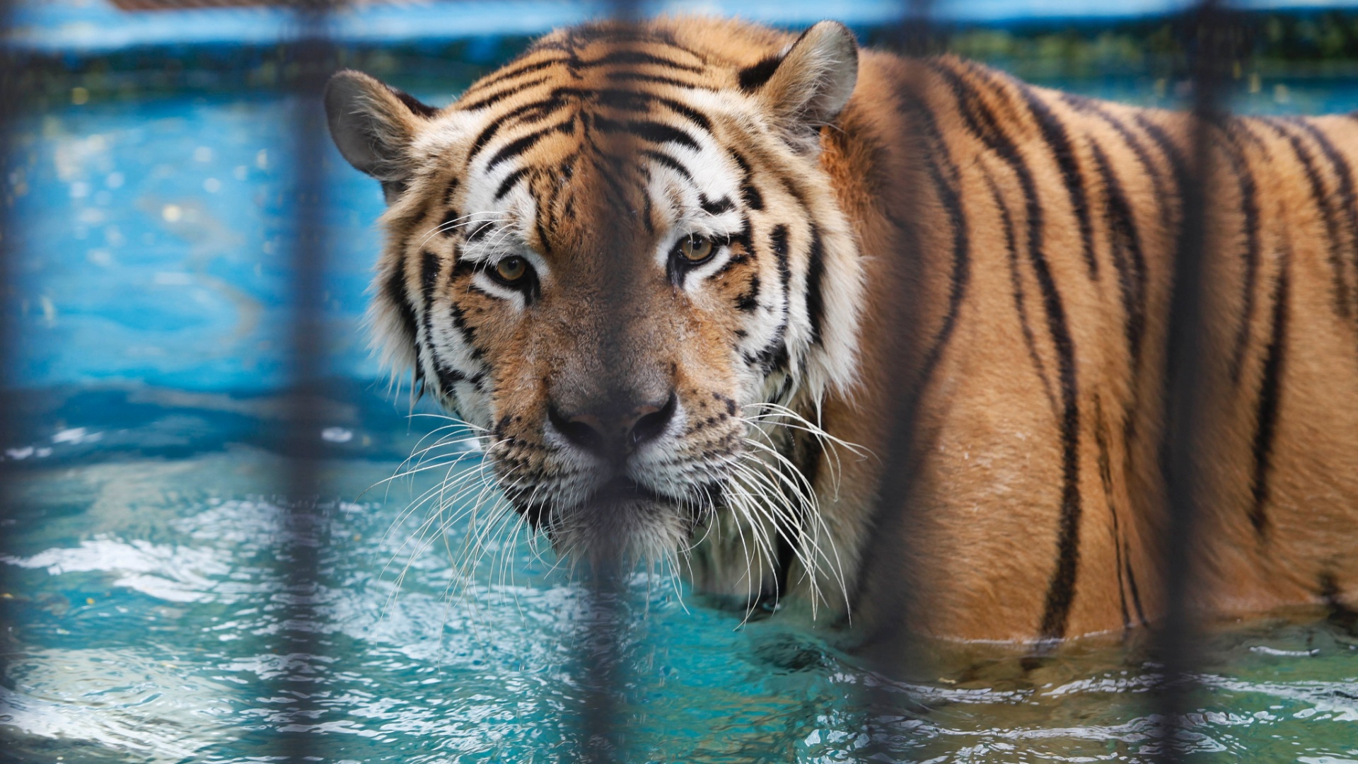 Fotos Animais recebem cuidados especiais de