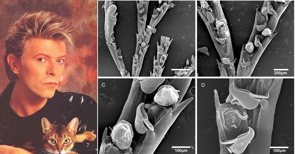Pesquisadores da USP (Universidade de São Paulo) descobriram nove novas espécies de briozoários no litoral brasileiro em 2012. Uma das espécies do animal invertebrado que vive em colônias no mar foi chamada de "Bugula bowiei", em homenagem ao cantor britânico David Bowie - Masayoshi Sukita/CreativeCommons; Divulgação
