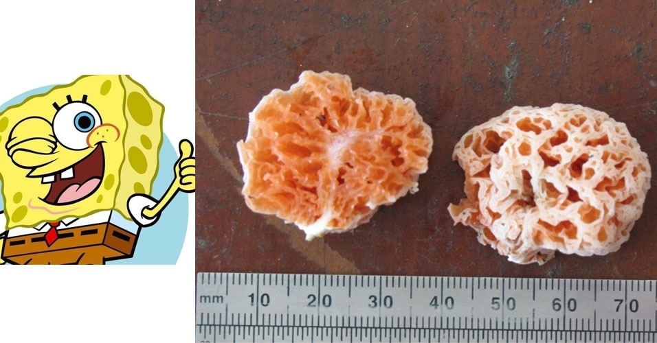 Uma espécie de cogumelo encontrado na ilha de Bornéu, na Malásia, em 2011, recebeu o nome "Spongiforma squarepantsii" em homenagem ao Bob Esponja, que em inglês é Spongebob Squarepants. O nome veio porque o fungo laranja se parece com as esponjas do mar - Divulgação; Tom Bruns, U.C. Berkeley