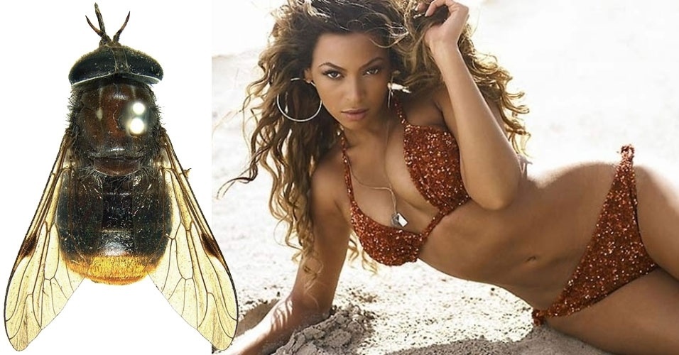 Uma rara mosca australiana foi batizada em homenagem à diva do pop Beyoncé pela semelhança do tom dourado do inseto com a roupa usada pela cantora no videoclipe "Bootylicious": o nome da mosca é "Scaptia (Plinthina) beyoncea" - CSIRO Australia/Divulgação