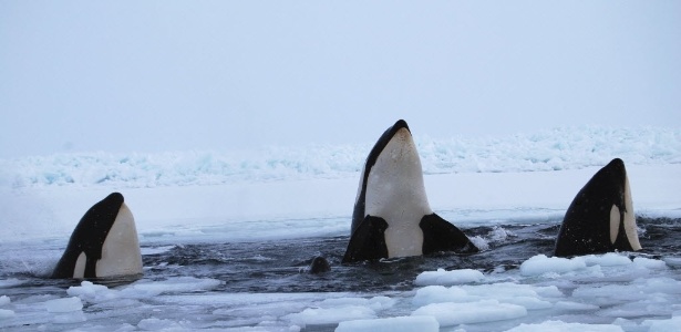 Orcas se revezam para respirar por um buraco no mar congelado - Maggie Okituk/Reuters
