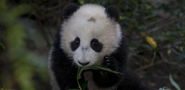 O panda Xiao Liwu, de 5 meses, é fotografado no zoológico de San Diego, na Califórnia (EUA)