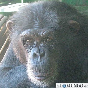 Estou cada vez mais convencido de que chimpanzés são quase humanos - Reprodução/El Mundo