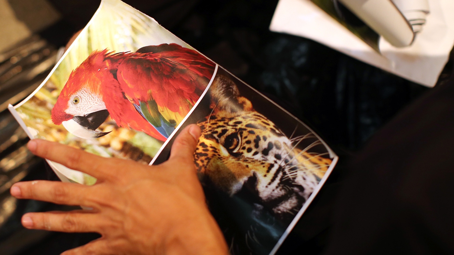 15.jan.2013 Artista observa animais silvestres, tema de seu grafite na 2ª Bienal Graffiti Fine Arte - Flávio Florido/UOL