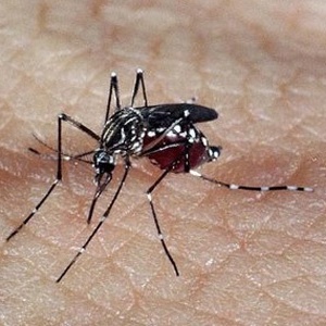 A ação teve o objetivo de eliminar os focos do mosquito "Aedes aegypti", transmissor da doença - Genilton Vieira/IOC