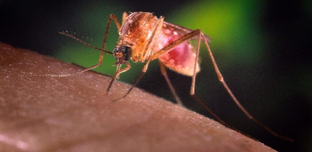 Neste verão, saiba como fugir de pernilongos, borrachudos e Aedes aegypti