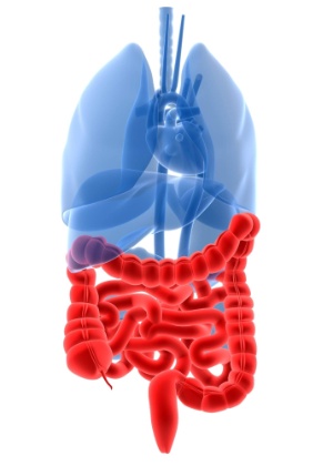 Cientistas acreditam que certas bactérias que colonizam o intestino podem contribuir para a obesidade - Thinkstock