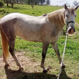 Égua Brisa, que foi roubada de uma escola de equitação, em Campinas (SP) - Divulgação