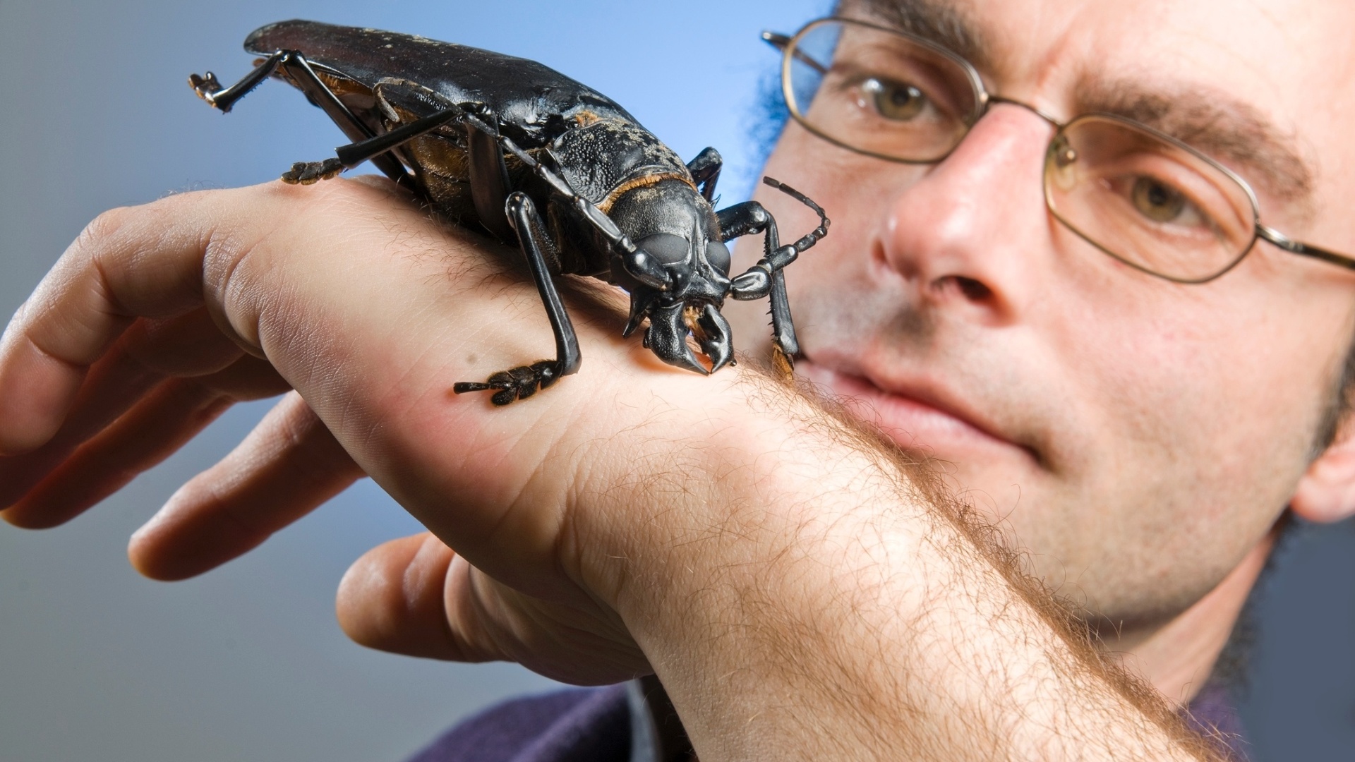 22.jan.2013 - O besouro "Titanus giganteus" é outra espécie brasileira famosa. É um dos maiores insetos do mundo, normalmente encontrado na Amazônia. Quando adulto, pode chegar a 16,7 cm de comprimento - Philippe Wagneur/MHN/MHS