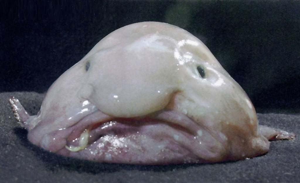 22.jan. 2013 - O blobfish ("Psychrolutes marcidus") é um peixe encontrado nas profundezas do oceano, perto da Austrália. Entre 600 e 1200 m de profundidade, a pressão da água é muito maior do que na superfície, por isso seu corpo é gelatinoso, com uma densidade pouco menor que a água. Isto faz com que ele flutue e alimente-se de pequenos invertebrados que passam em sua frente - Reprodução/Youtube