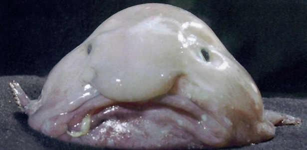 O blobfish ("Psychrolutes marcidus") é um peixe encontrado nas profundezas do oceano perto da Austrália - Reprodução/Youtube