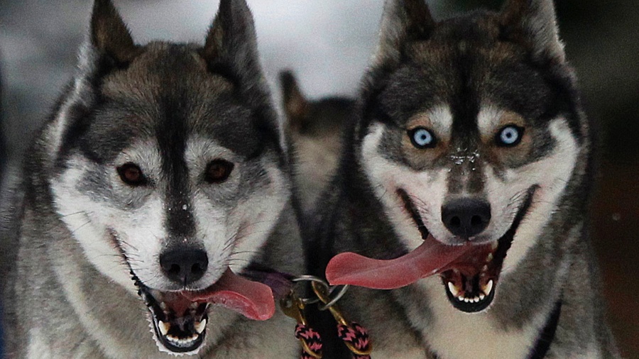 Estudo de pesquisadores britânicos indica que cães descendem de pelo menos duas raças de lobos - David Moir/Reuters