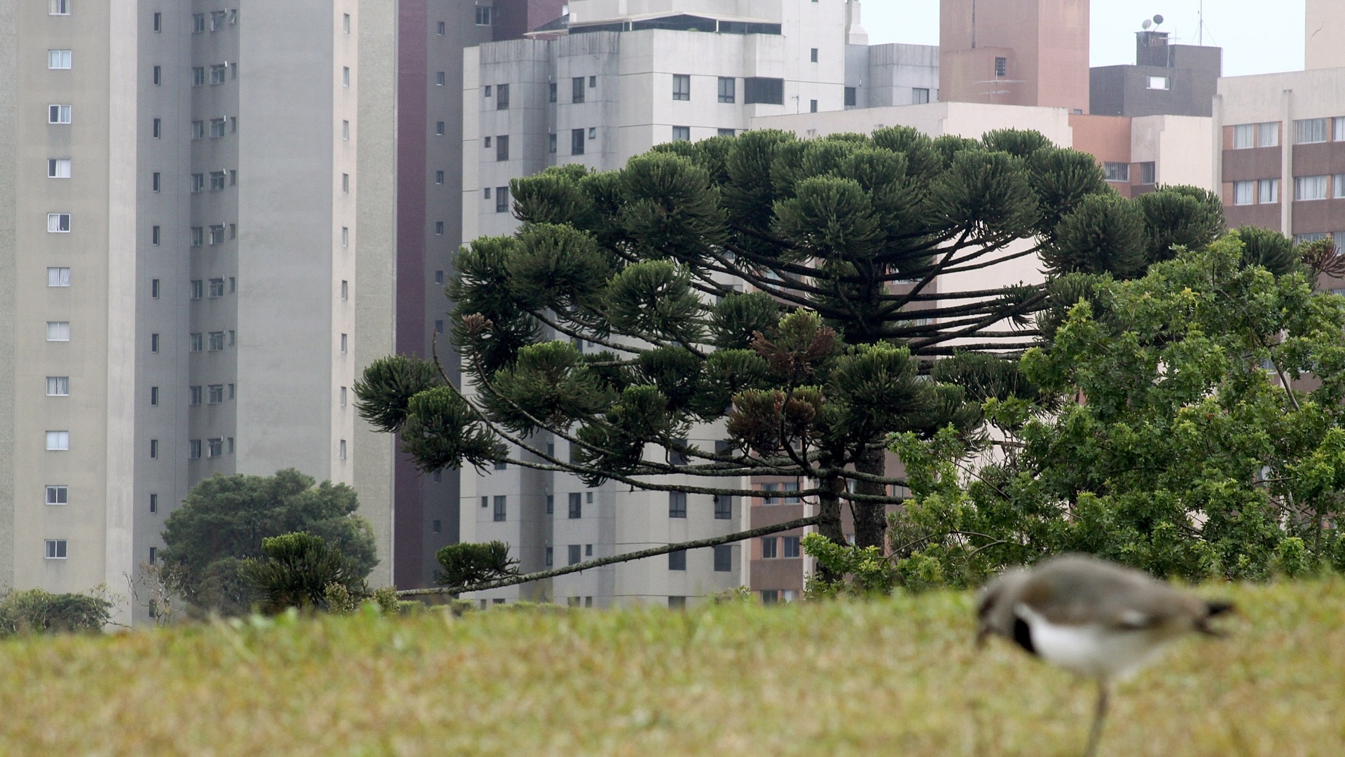 Araucárias na paisagem curitibana. Vista do bairro jardim Botânico - Theo Marques/Folhapress