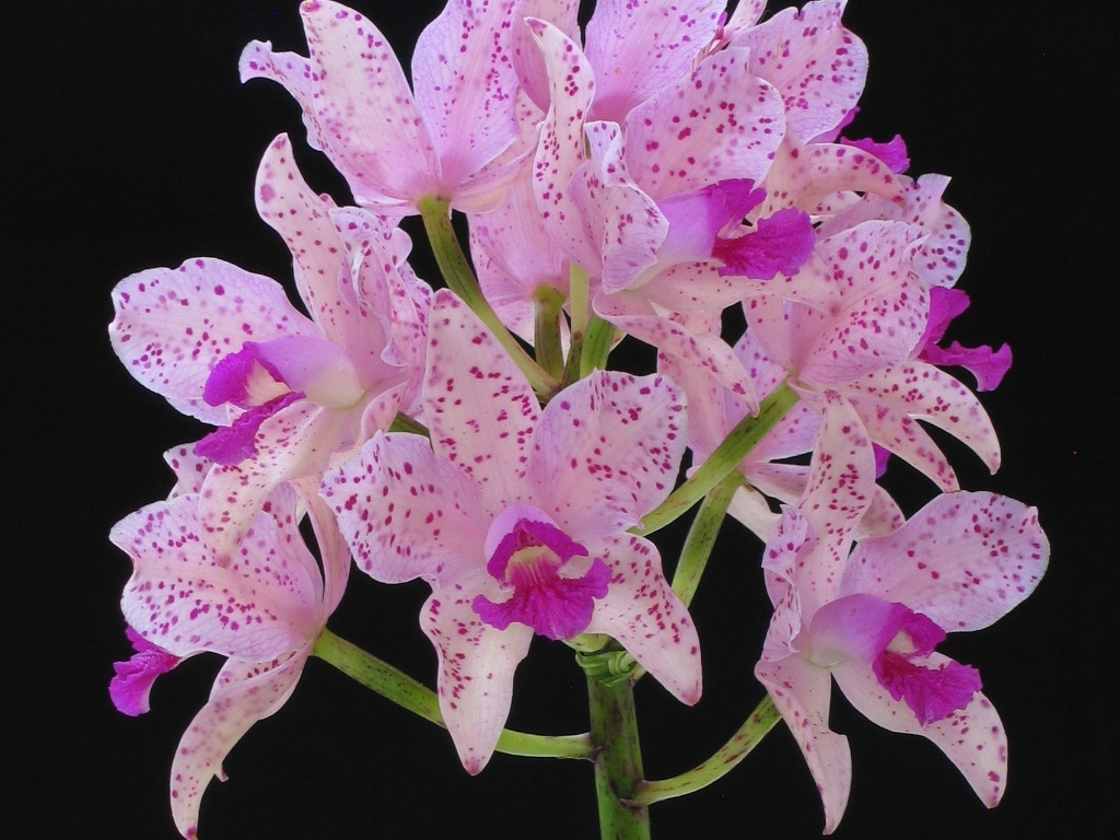 Cattleya amethystoglossa está exposta na Terceira Mostra Verão de Orquídeas, em São Roque, cidade distante 55 km de São Paulo, de 25 a 27 de janeiro de 2013 - Divulgação