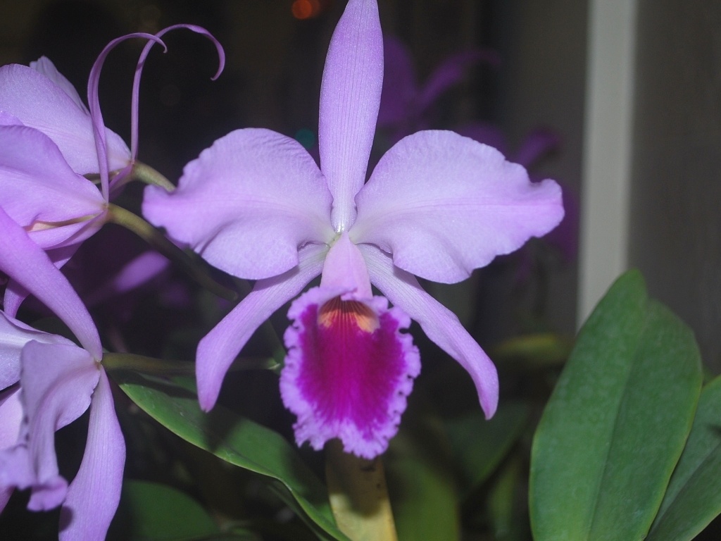 Cattleya labiata está exposta na Terceira Mostra Verão de Orquídeas, em São Roque, cidade distante 55 km de São Paulo, de 25 a 27 de janeiro de 2013 - Divulgação