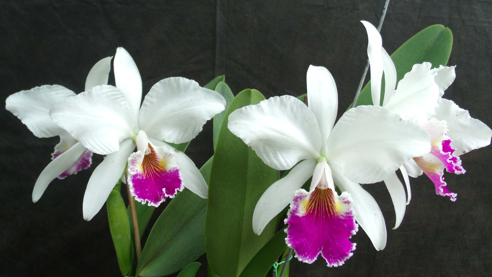 Cattleya labiata está exposta na Terceira Mostra Verão de Orquídeas, em São Roque, cidade distante 55 km de São Paulo, de 25 a 27 de janeiro de 2013 - Divulgação