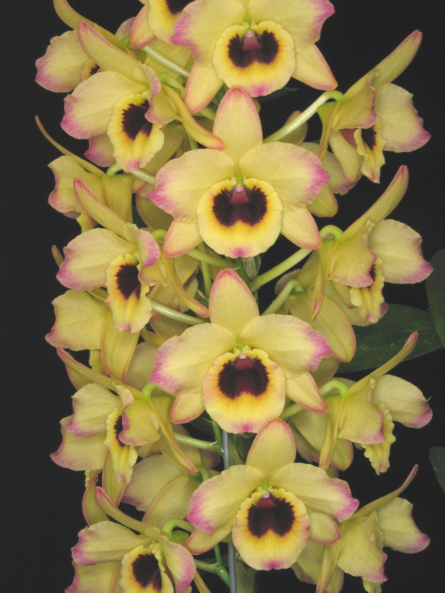 Dendrobium hibrido está exposto na Terceira Mostra Verão de Orquídeas, em São Roque, cidade distante 55 km de São Paulo, de 25 a 27 de janeiro de 2013 - Divulgação