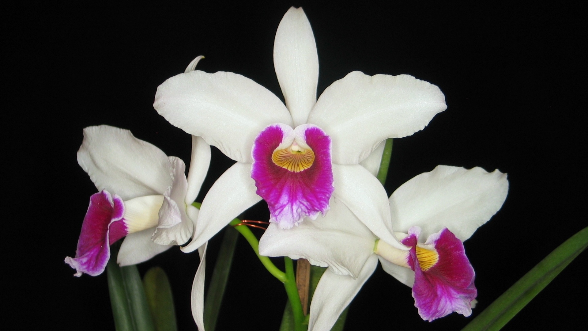 Laelia purpurata, variedade semi-alba, está exposta na Terceira Mostra Verão de Orquídeas, em São Roque, cidade distante 55 km de São Paulo, de 25 a 27 de janeiro de 2013 - Divulgação
