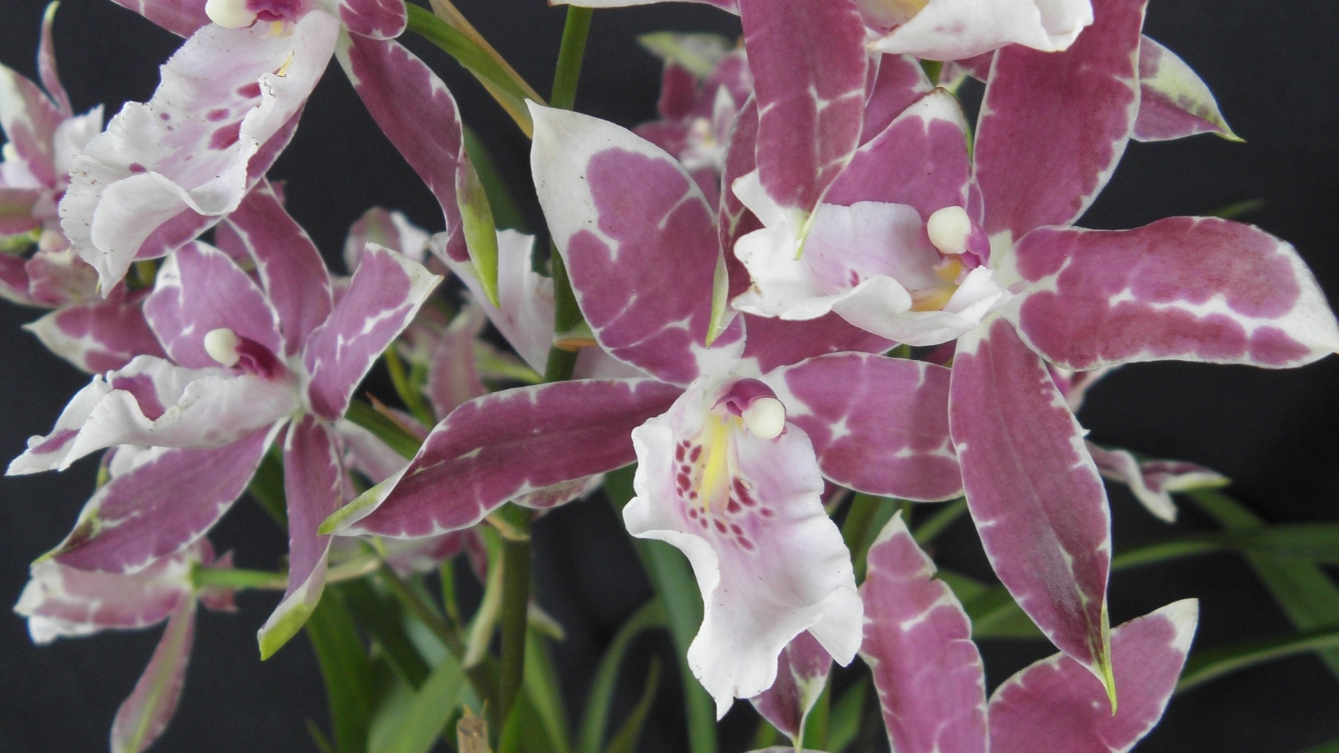 Miltonia está exposta na Terceira Mostra Verão de Orquídeas, em São Roque, cidade distante 55 km de São Paulo, de 25 a 27 de janeiro de 2013 - Divulgação