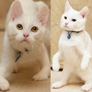 O gato Harvey: superação nas patas traseiras - Reprodução/Daily Mail