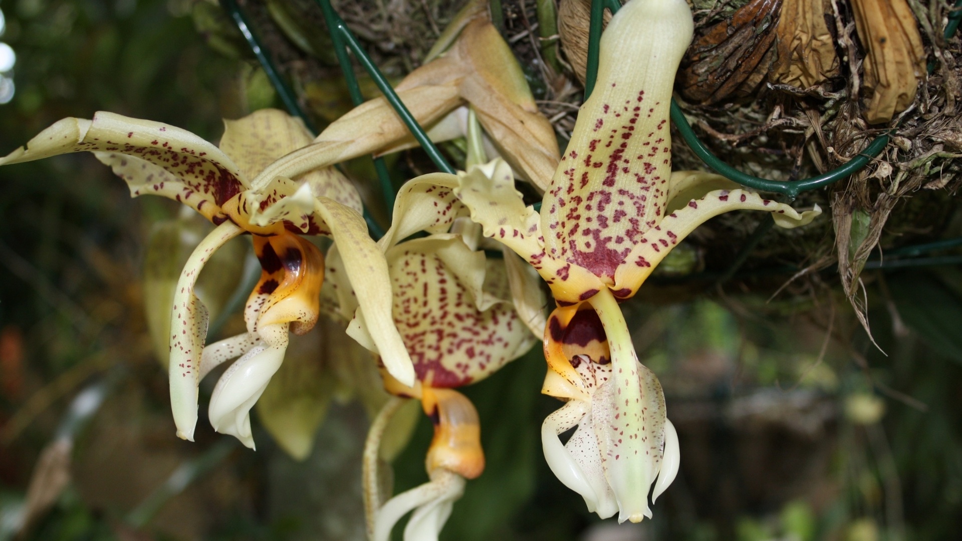 Stanhopea Assidensis, um híbrido natural entre Stanhopea wardii x Stanhopea tigrina, está exposta na Terceira Mostra Verão de Orquídeas, em São Roque, cidade distante 55 km de São Paulo, de 25 a 27 de janeiro de 2013 - Divulgação