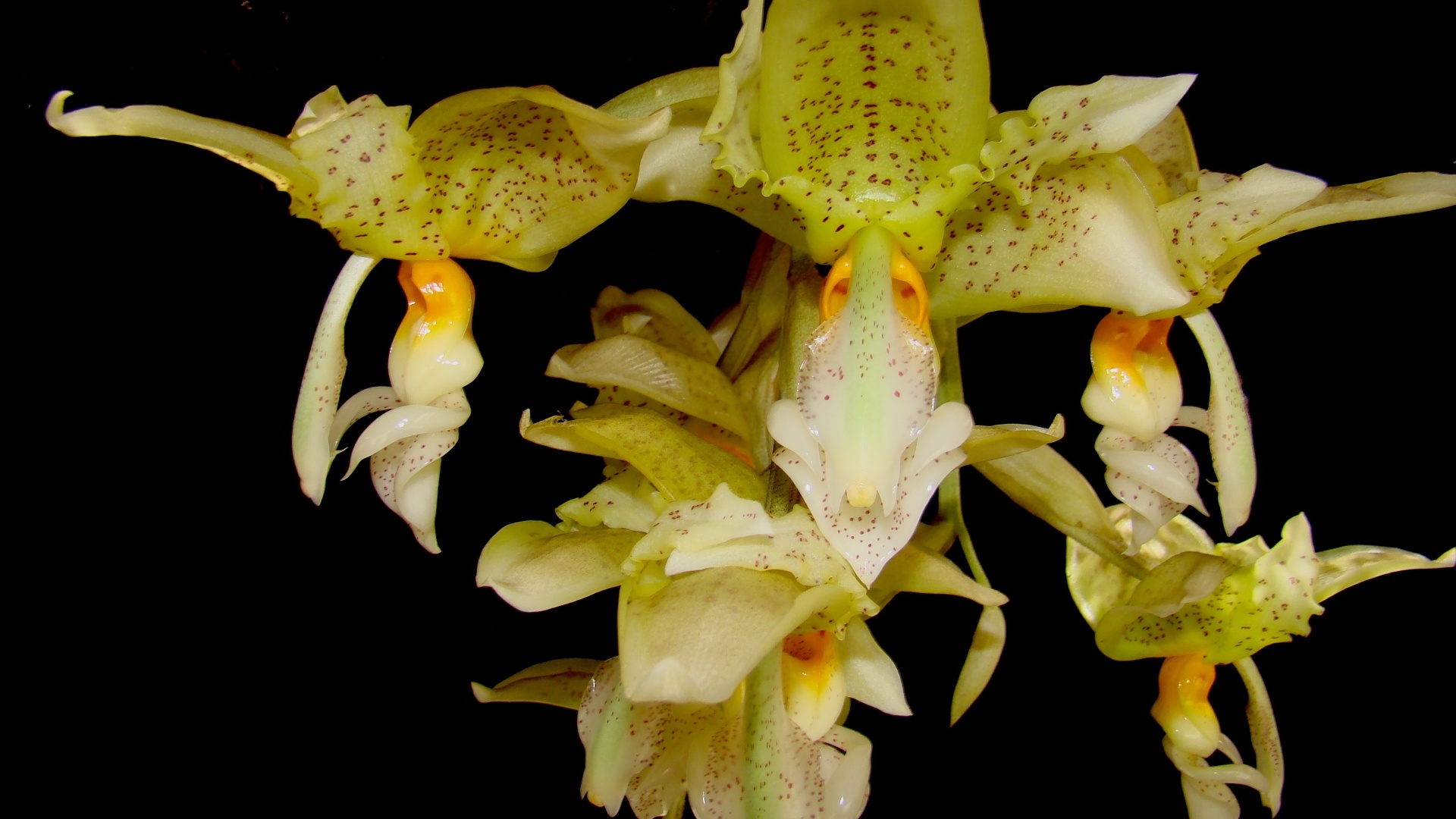 Exemplares do gênero Stanhopea estão expostos na Terceira Mostra Verão de Orquídeas, em São Roque, cidade distante 55 km de São Paulo, de 25 a 27 de janeiro de 2013 - Divulgação