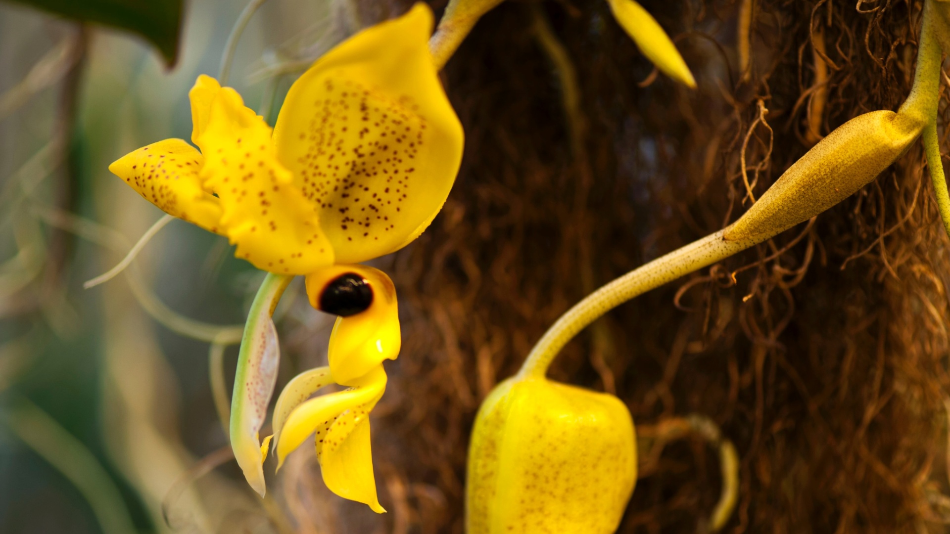 Stanhopea-wardii está exposta na Terceira Mostra Verão de Orquídeas, em São Roque, cidade distante 55 km de São Paulo, de 25 a 27 de janeiro de 2013 - Divulgação