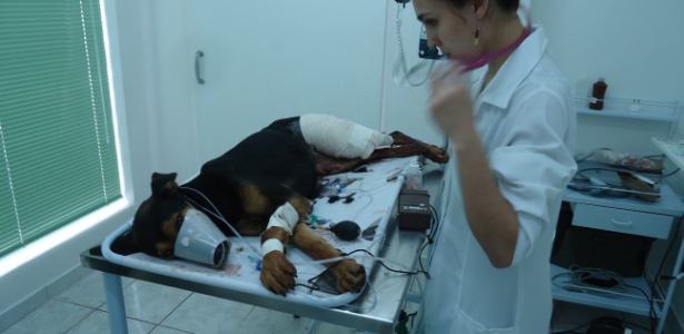 Uma cadela foi alvejada por um tiro disparado por um fazendeiro, que foi preso e multado, em Cajuru (SP) - Polícia Ambiental/Divulgação