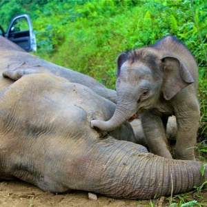 Bebê elefante tenta acordar mãe morta envenenada em reserva na Malásia - Sabah Wildlife Department/Reuters