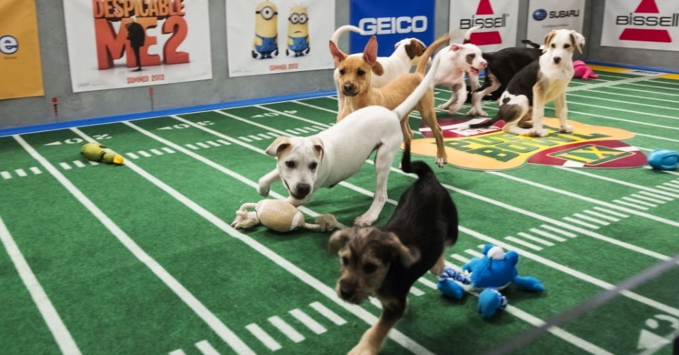 10.nov.2012 - Anualmente, no dia em que acontece a final do futebol americano nos EUA, o Super Bowl, cachorrinhos e gatinhos participam do 'Puppy Bowl', um programa de TV que promove uma imitação canina do evento mais importante do país e que ajuda e promover a adoção de animaizinhos abandonados