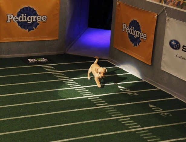 10.nov.2012 - Anualmente, no dia em que acontece a final do futebol americano nos EUA, o Super Bowl, cachorrinhos e gatinhos participam do 'Puppy Bowl', um programa de TV que promove uma imitação canina do evento mais importante do país e que ajuda e promover a adoção de animaizinhos abandonados