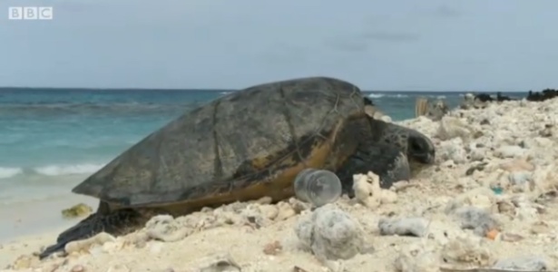 Tartaruga vive em meio a garrafas descartáveis no Havaí; plástico tem sido encontrado no estômago de animais - BBC