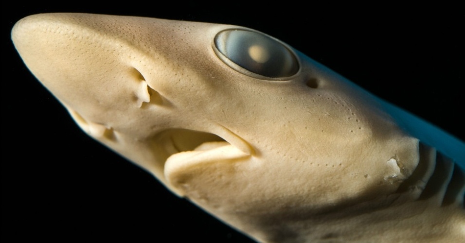 1.fev.2013- Acima, um pequeno tubarão da família Triakidae, que alcança 1,5 metro e cerca de 13 kg