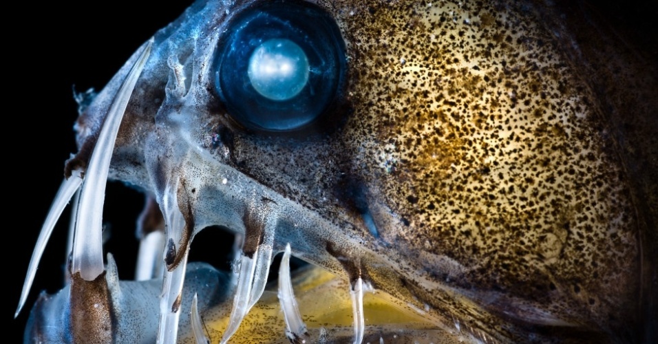 1.fev.2013- Algumas criaturas foram fotografadas já mortas, em aquários e centros de estudo da vida marinha na Califórnia. Outras foram feitas em seu habitat natural. Acima, um peixe-víbora