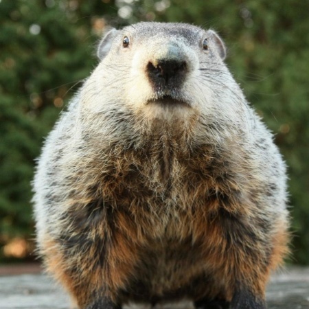 Carne de marmota pode ter sido culpada pela contaminação - Reprodução Facebook Punxsutawney Phil
