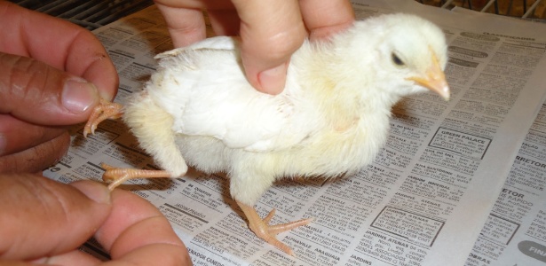  Pintinho de quatro patas, do empresário Márcio Renato Araújo, 39, de Luziânia (200 km de Goiânia);  o animal veio junto com outros pintinhos que ele ganhou de presente - Arquivo pessoal