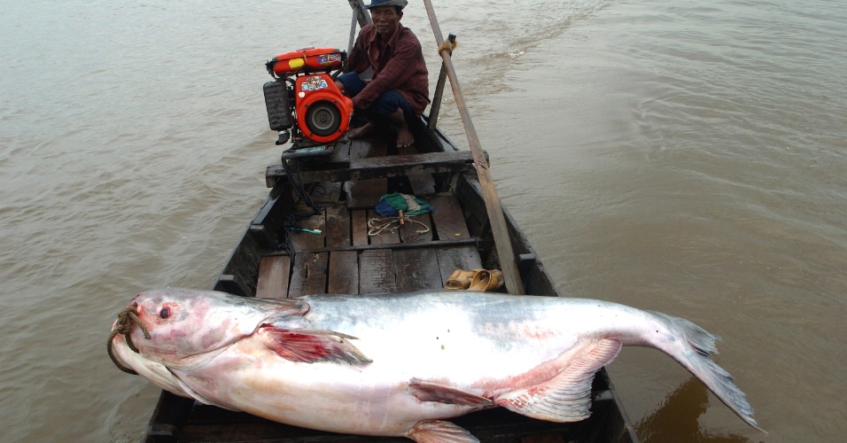 6.fev.2013 - A National Geographic publicou uma fotografia de um bagre gigante, tirada em novembro de 2007, no lago de Tonle Sap, no Camboja. Este tipo de peixe pode atingir três metros de comprimento e pesar até 300 quilos. Os governos do Camboja e do Vietnã pediram a suspensão das obras da barragem Xayaburi, no rio Mekong, até que os resultados de estudos aprofundados realizados sobre o impacto potencial do projeto sobre a migração de peixes e fluxos de sedimentos no rio sejam conhecidos