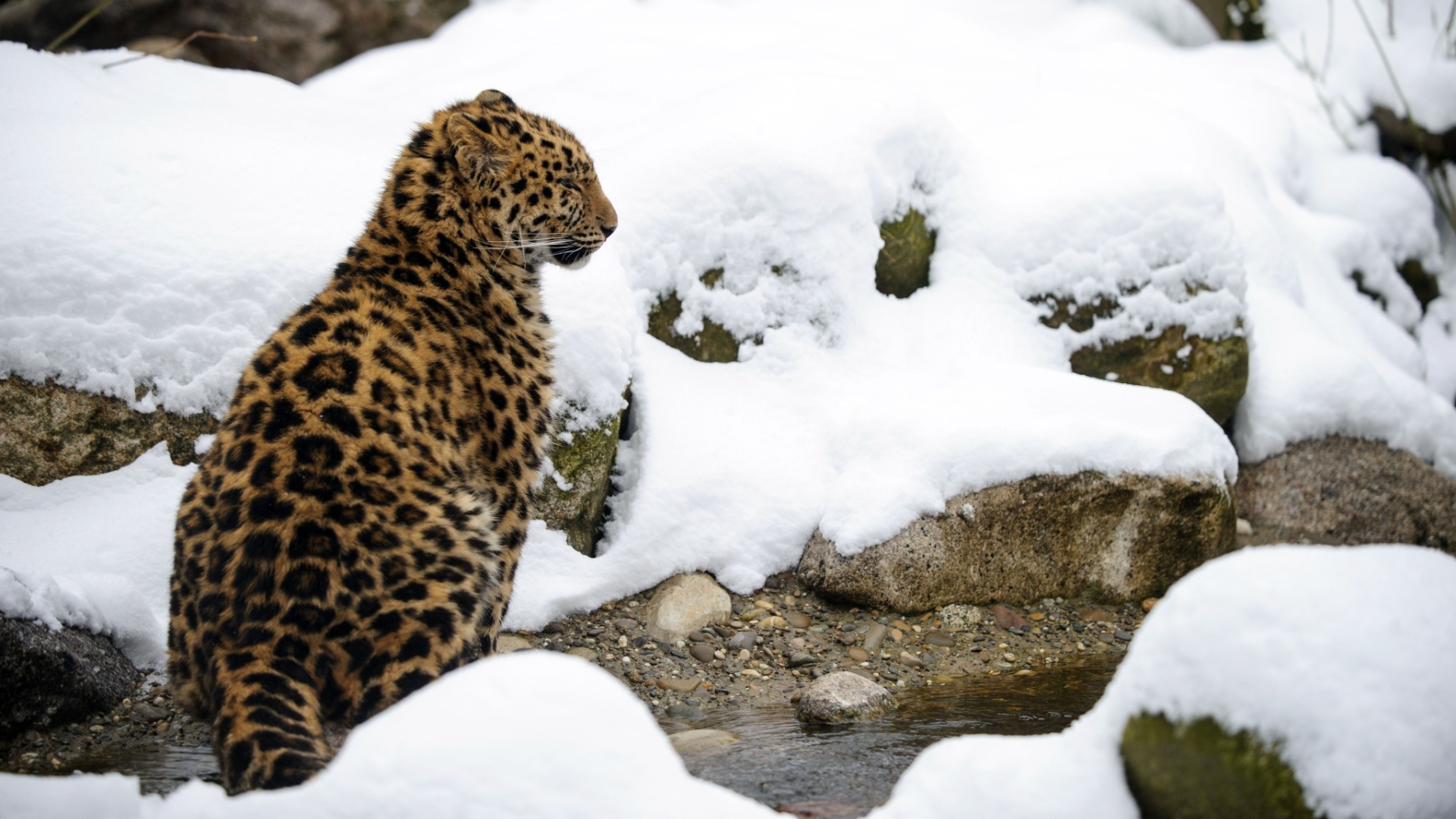 Leopardo De Amur E Especie Protegida Que Mais Cresceu Em 2013 Diz Wwf 26 12 2013 Uol Noticias