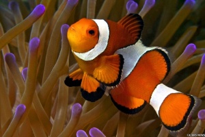 Os peixes dominam as águas do planeta com sua espantosa variedade de formas e comportamentos. O peixe-palhaço vive em uma relação simbiótica com a anêmona. O limo no corpo do peixe impede que as células urticantes da anêmona o machuquem - Caters News Agency