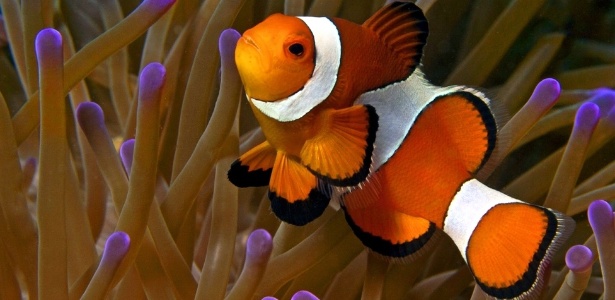 Peixe-palhaço: longas viagem para voltar para casa, exatamente como em "Nemo" - Caters News Agency