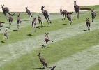 Cangurus invadem campo de golfe e interrompem o Aberto da Austrália - Stefan Postles/Getty Images