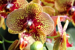 Conheça as regras gerais para o cultivo de orquídeas em casa - 29/07/2014 -  UOL Universa